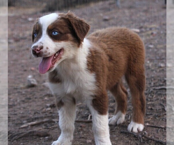 Medium Photo #1 Australian Shepherd Puppy For Sale in WITTMANN, AZ, USA