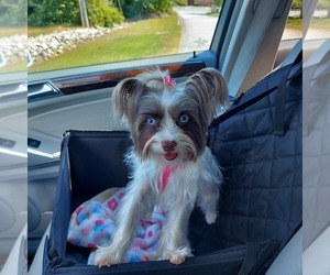 Yorkshire Terrier Puppy for sale in SENECA, SC, USA