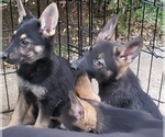Small #2 German Shepherd Dog