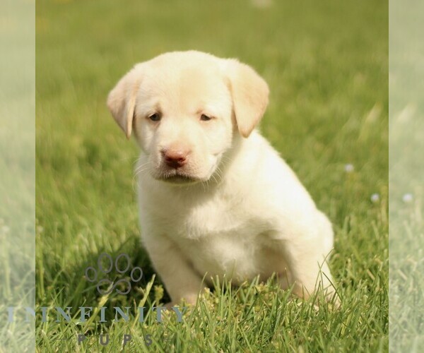 Medium Photo #3 Labrador Retriever Puppy For Sale in COATESVILLE, PA, USA