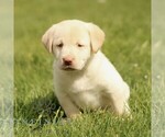 Small #2 Labrador Retriever