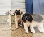 Small #13 Anatolian Shepherd