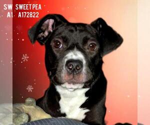 Mutt Dogs for adoption in Tulsa, OK, USA