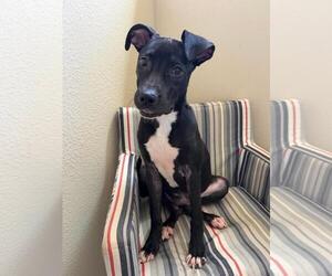 Queen - Female Labrador Retriever-Unknown Mix Dog for Adoption - Photo #4