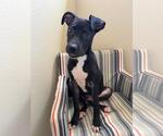 Small #3 Labrador Retriever Mix