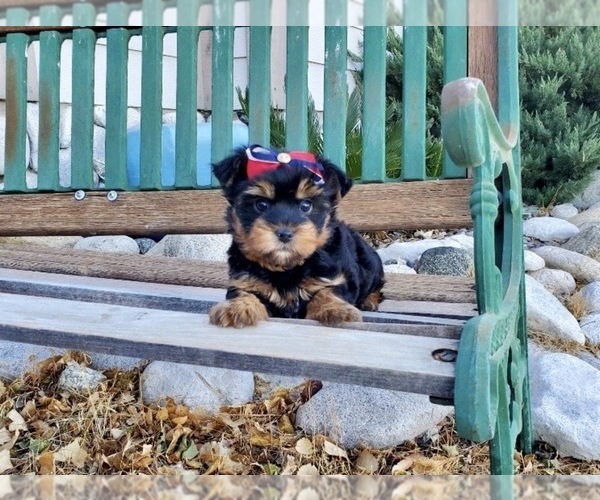 Medium Photo #4 Yorkshire Terrier Puppy For Sale in SANTA CLARITA, CA, USA