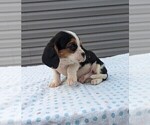 Small Photo #1 Basset Hound-Cavalier King Charles Spaniel Mix Puppy For Sale in DUNNVILLE, KY, USA