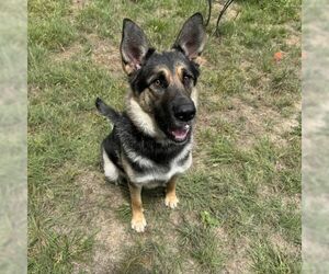 German Shepherd Dog Dogs for adoption in Cupertino, CA, USA