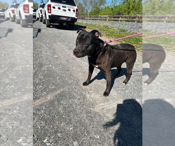 Medium Photo #2 Mutt Puppy For Sale in Martinsburg, WV, USA