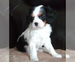 Small Photo #214 Cavalier King Charles Spaniel Puppy For Sale in HOWLAND, OH, USA