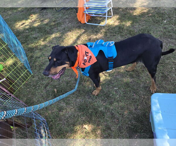 Medium Photo #5 Rottweiler-Unknown Mix Puppy For Sale in Jackson, MS, USA