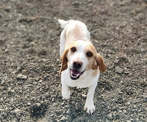 Father of the Beagle puppies born on 10/11/2025