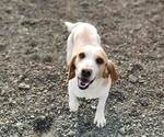 Small Photo #1 Beagle Puppy For Sale in BROWNSVILLE, OR, USA
