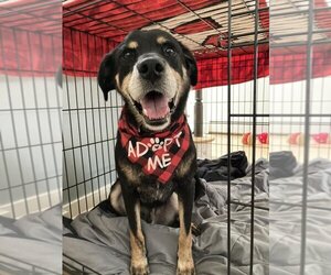 Rottweiler-Unknown Mix Dogs for adoption in New York, NY, USA