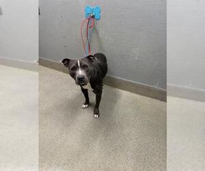 Mutt Dogs for adoption in Las Vegas, NV, USA