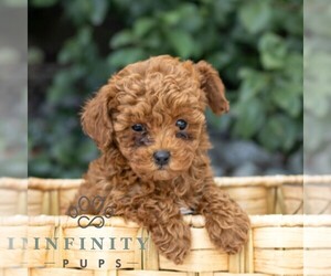 Goldendoodle (Miniature) Puppy for sale in BIRD IN HAND, PA, USA