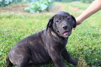 Presa Canario Puppy for sale in GLASGOW, KY, USA