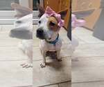 Small Photo #5 American Staffordshire Terrier-Red Heeler Mix Puppy For Sale in Arlington, VA, USA