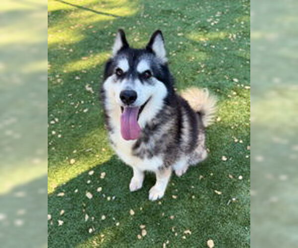 Medium Photo #1 Siberian Husky Puppy For Sale in Salinas, CA, USA