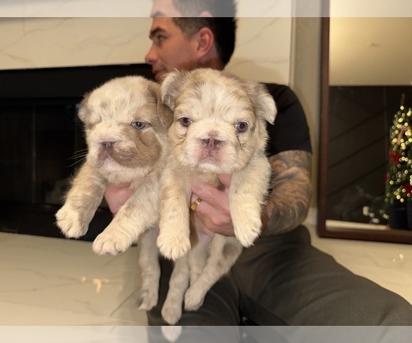 Medium Photo #5 French Bulldog Puppy For Sale in SAN DIEGO, CA, USA