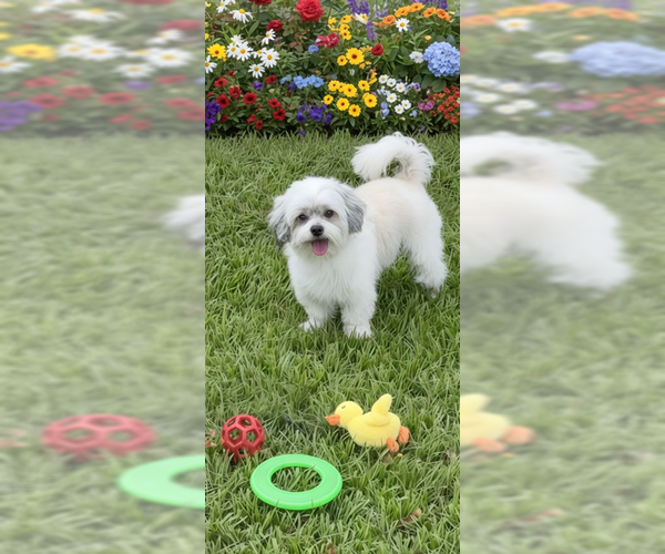 Medium Photo #7 Shih Tzu Puppy For Sale in Weston, FL, USA