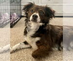Small #5 Papillon Mix