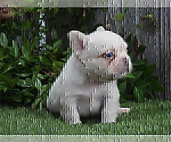 Medium Photo #4 French Bulldog Puppy For Sale in WEST PALM BEACH, FL, USA