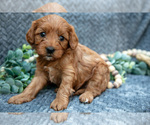 Small Photo #15 Cavapoo Puppy For Sale in SHIPSHEWANA, IN, USA