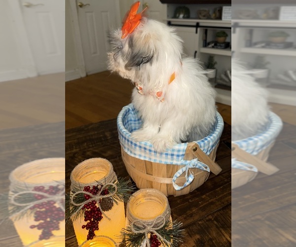 Medium Photo #24 Shih-Poo Puppy For Sale in DINWIDDIE, VA, USA