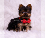 Small #3 Yorkshire Terrier