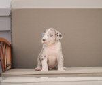 Small Photo #6 Great Dane Puppy For Sale in SYRACUSE, IN, USA
