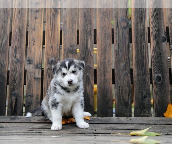 Medium Photo #1 Siberian Husky Puppy For Sale in VANCOUVER, WA, USA