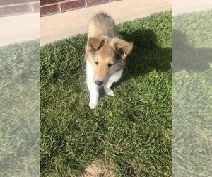 Collie Puppy for sale in CANYON, TX, USA