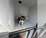 Small Siberian Husky