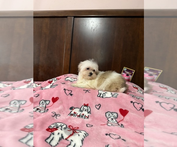 Medium Photo #1 Mal-Shi Puppy For Sale in BENSON, NC, USA