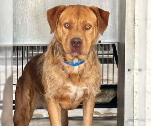 Medium Photo #1 Mutt Puppy For Sale in San Bernardino, CA, USA