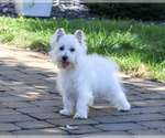 Small Photo #4 West Highland White Terrier Puppy For Sale in SYRACUSE, IN, USA