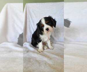 Cavalier King Charles Spaniel Puppy for sale in LONGVIEW, WA, USA