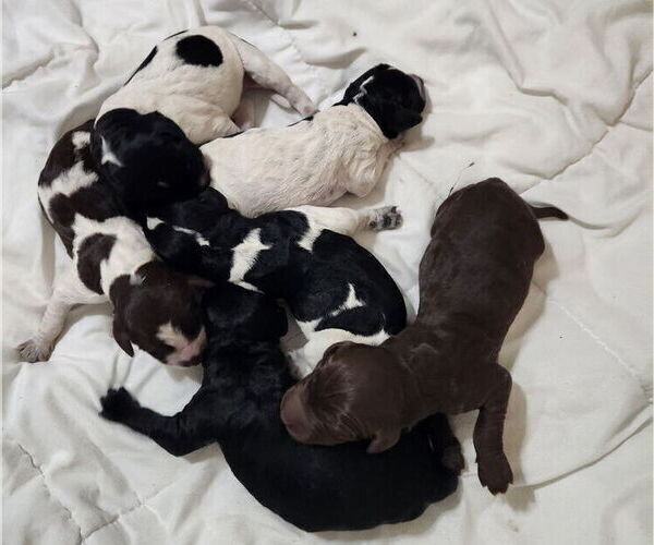 Medium Photo #11 German Shorthaired Pointer-Goldendoodle Mix Puppy For Sale in WILLACOOCHEE, GA, USA