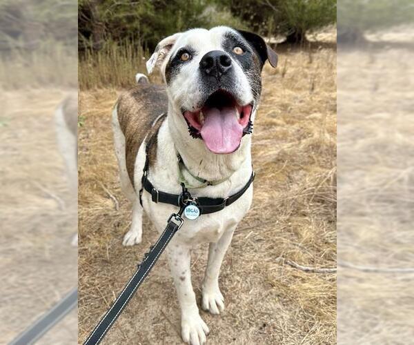 Medium Photo #3 Saint Bernard-Unknown Mix Puppy For Sale in Santa Maria, CA, USA