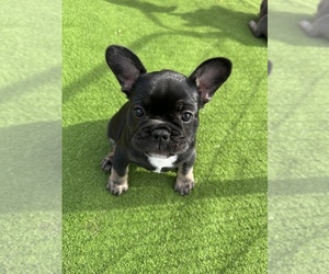 French Bulldog Puppy for sale in BAKERSFIELD, CA, USA