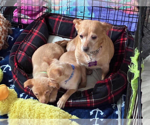 Medium Photo #3 Chihuahua-Unknown Mix Puppy For Sale in Plymouth, MN, USA