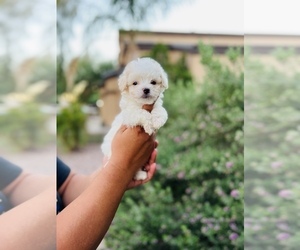 Maltipoo Puppy for sale in COOLIDGE, AZ, USA