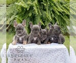 Small #1 French Bulldog