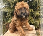 Small Photo #3 Whoodle (Miniature) Puppy For Sale in MIDDLEBURY, IN, USA