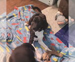 Small #4 Mutt