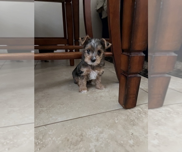 Medium Photo #8 Yorkshire Terrier Puppy For Sale in JURUPA VALLEY, CA, USA