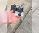 Small #3 Mutt