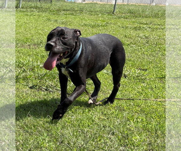 Medium Photo #6 Labrador Retriever Puppy For Sale in Virginia Beach, VA, USA