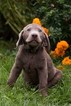 Small Photo #5 Labrador Retriever Puppy For Sale in NEW PITTSBURGH, OH, USA